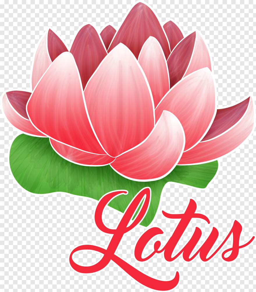 lotus # 709376
