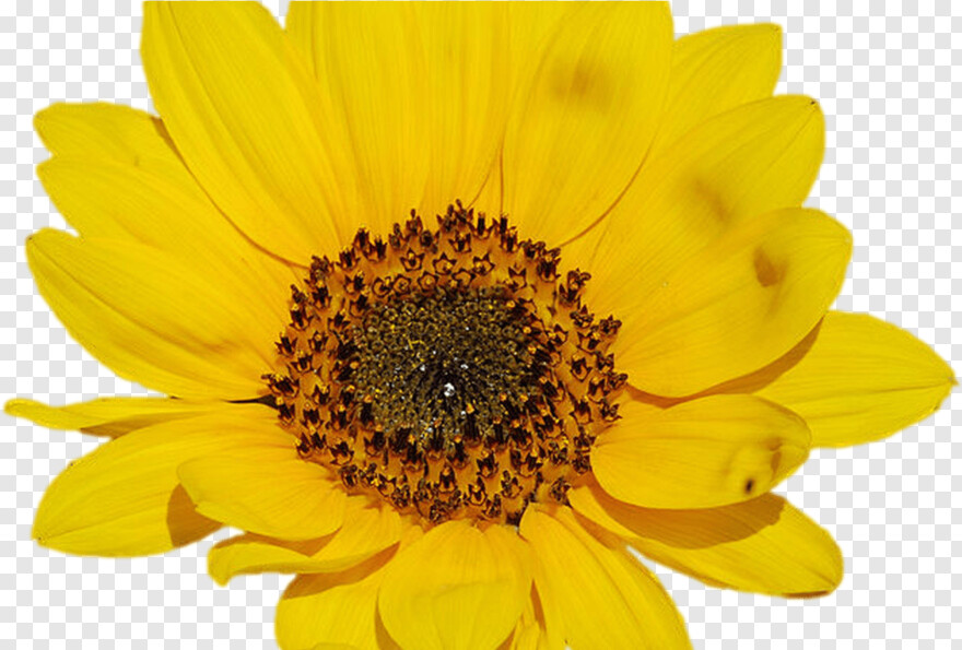 sunflower # 608578
