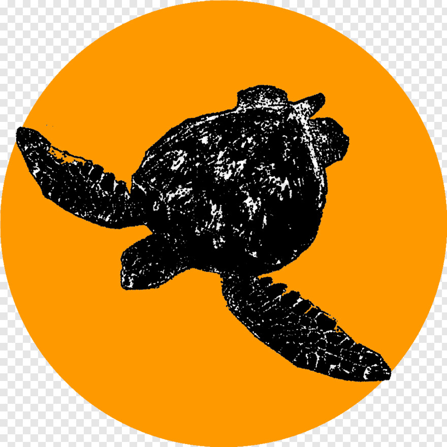 sea-turtle # 346495
