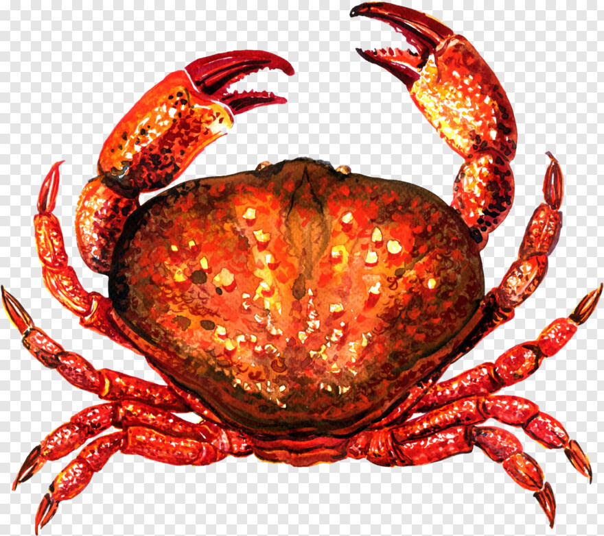 crab # 623298