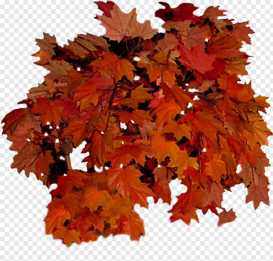 fall-leaves # 441972