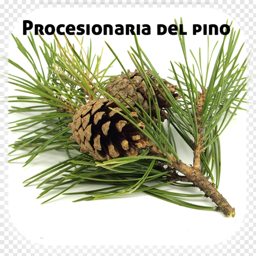 pine # 654267