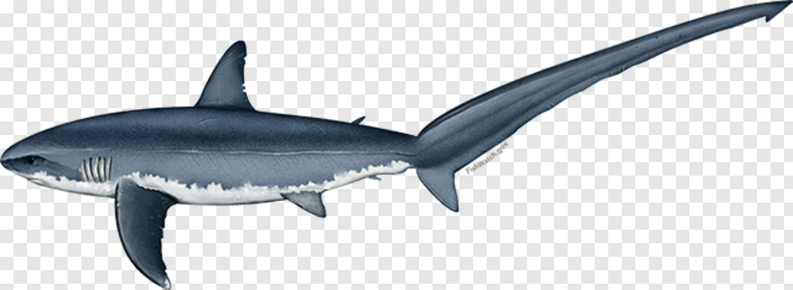 whale-shark # 974334
