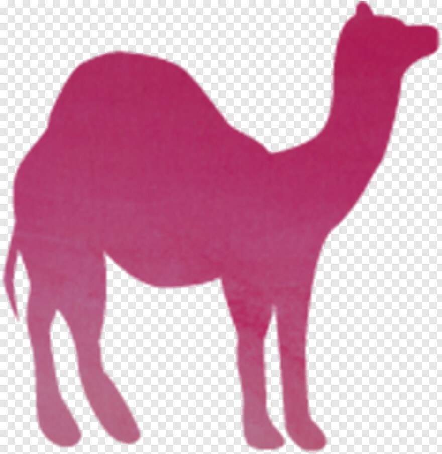 camel # 494598