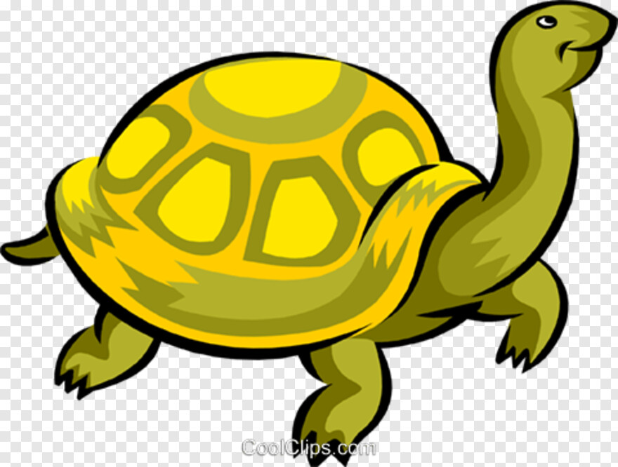 turtle # 597537