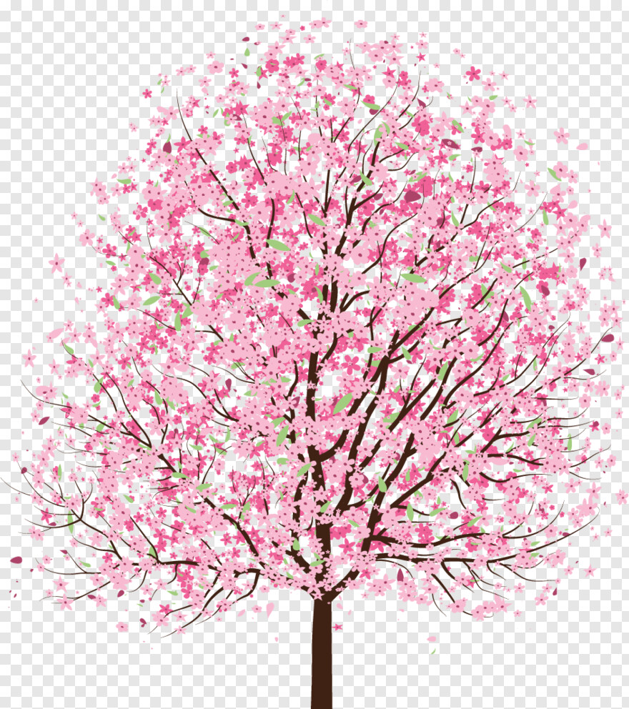 cherry-blossom # 344312