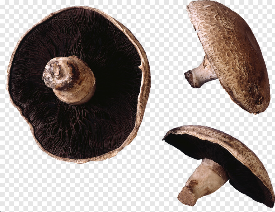 mushroom # 898607