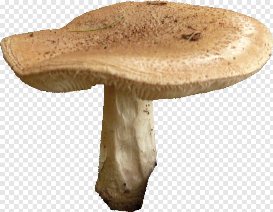 mushroom # 683449