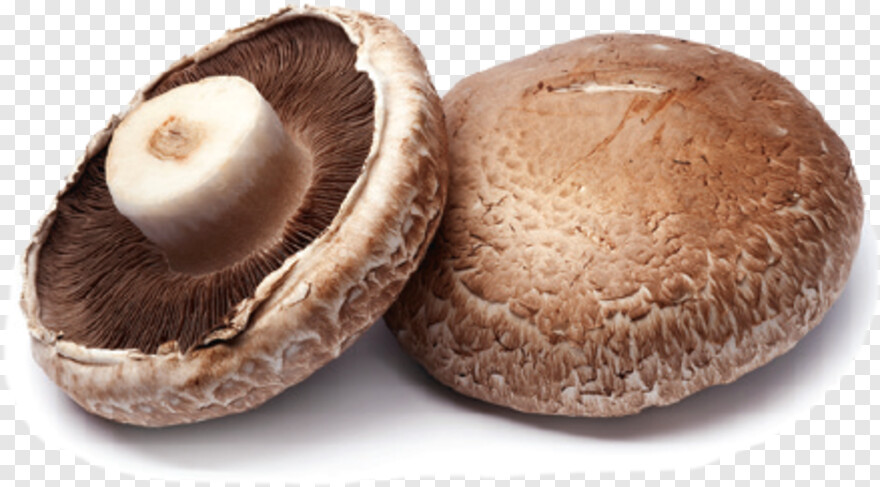mushroom # 1071058