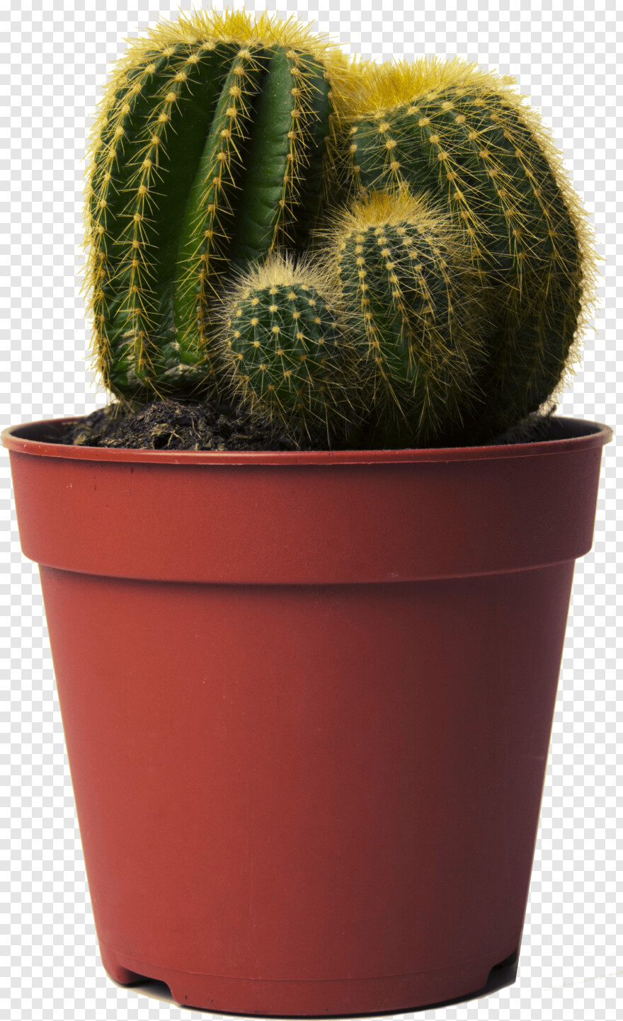 cactus # 1088990