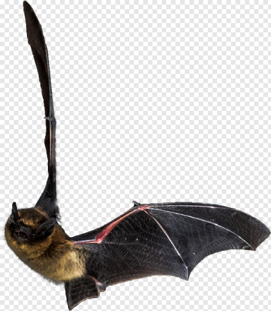 bat-wings # 396401