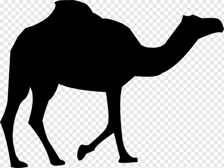 camel # 1080172
