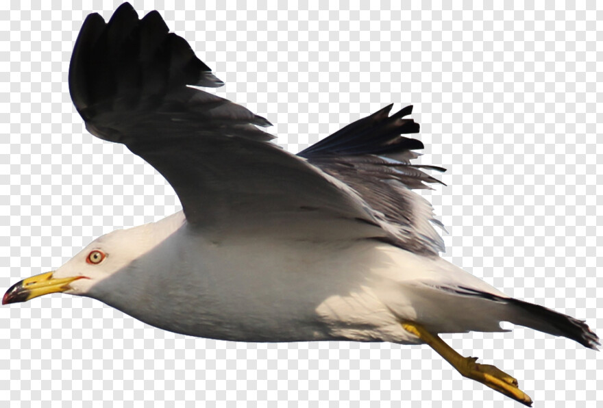 seagull # 384192