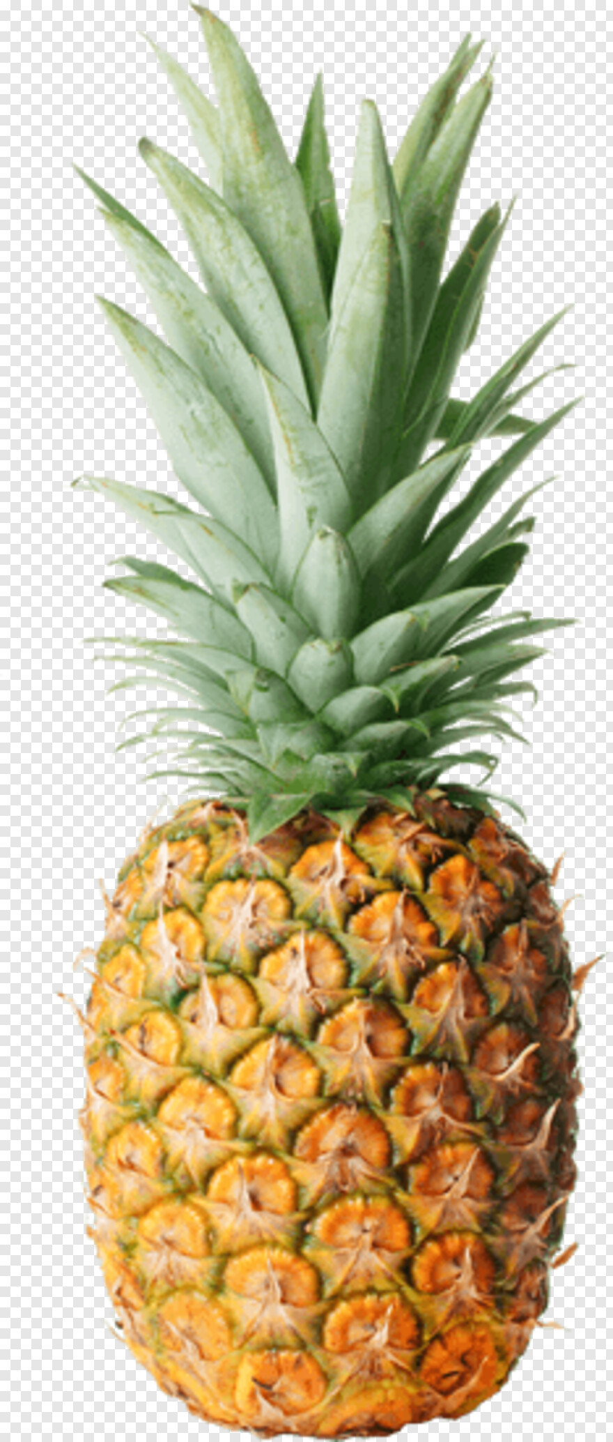 pineapple # 654142