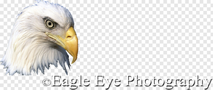 eagle # 935357