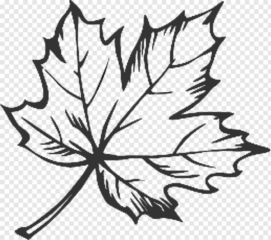 maple-leaf # 891617