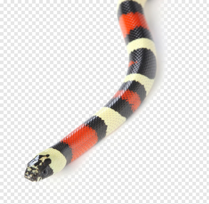 gucci-snake # 691595