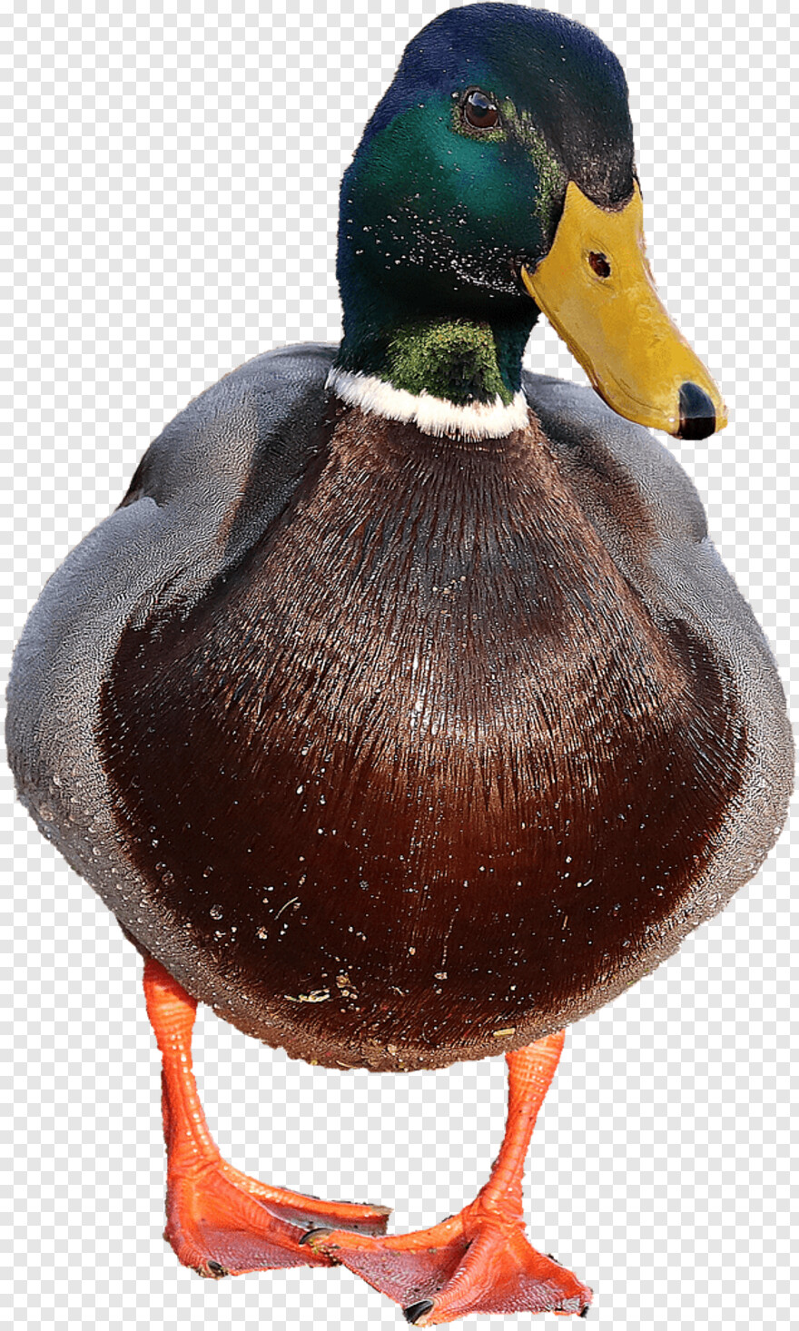 duck # 428245