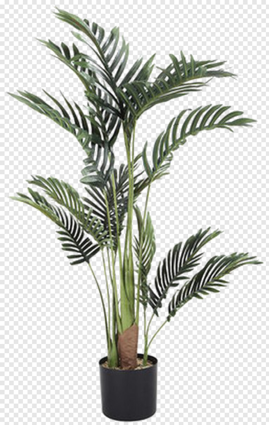 palm-tree # 460837