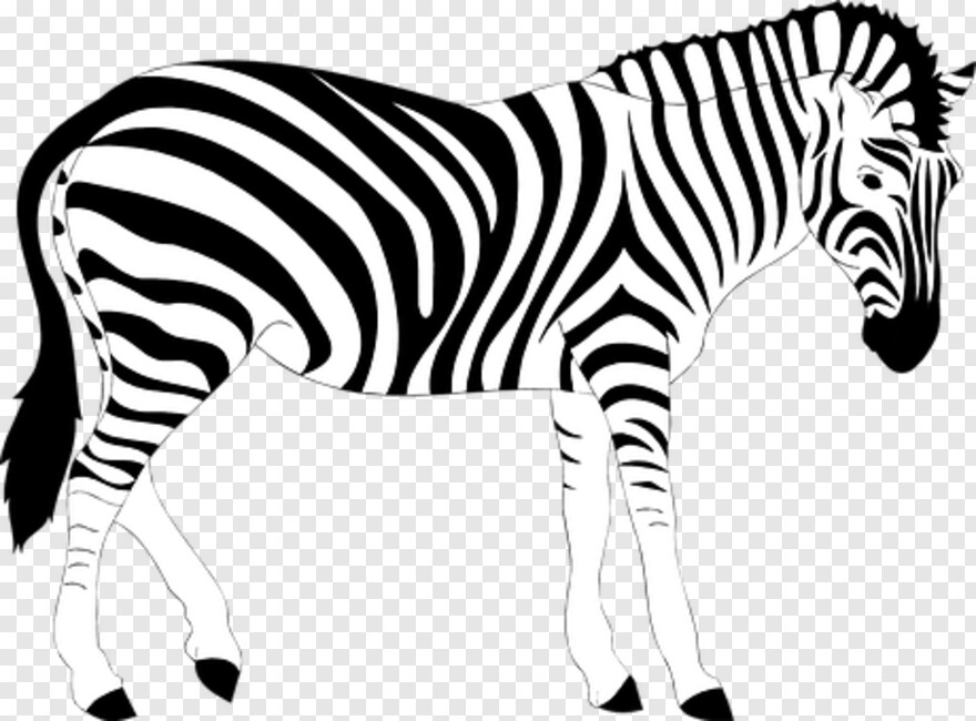 zebra # 558514