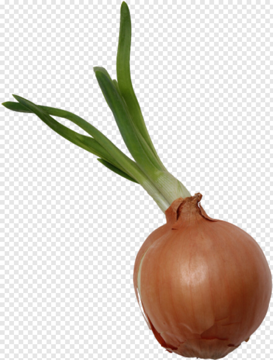onion # 670298