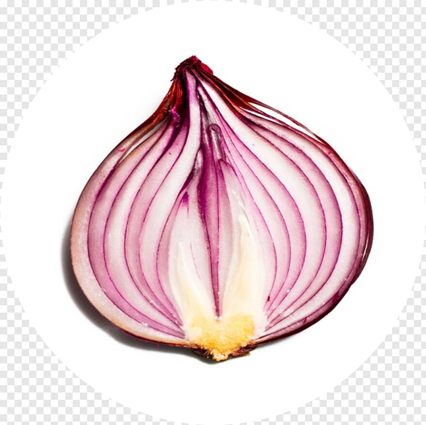 onion # 776568