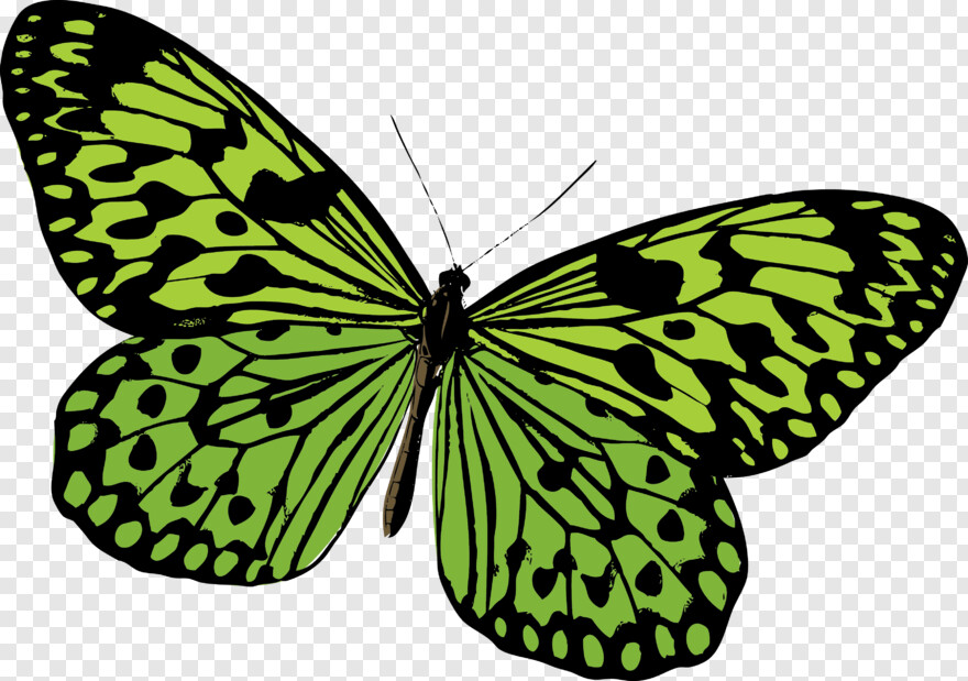 monarch-butterfly # 1094766