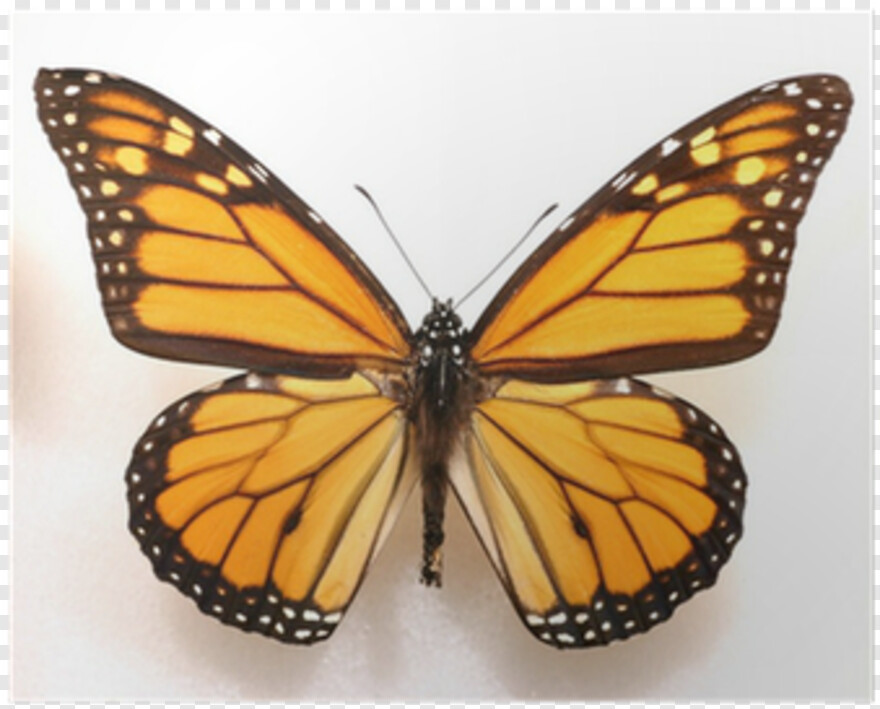 monarch-butterfly # 1094354