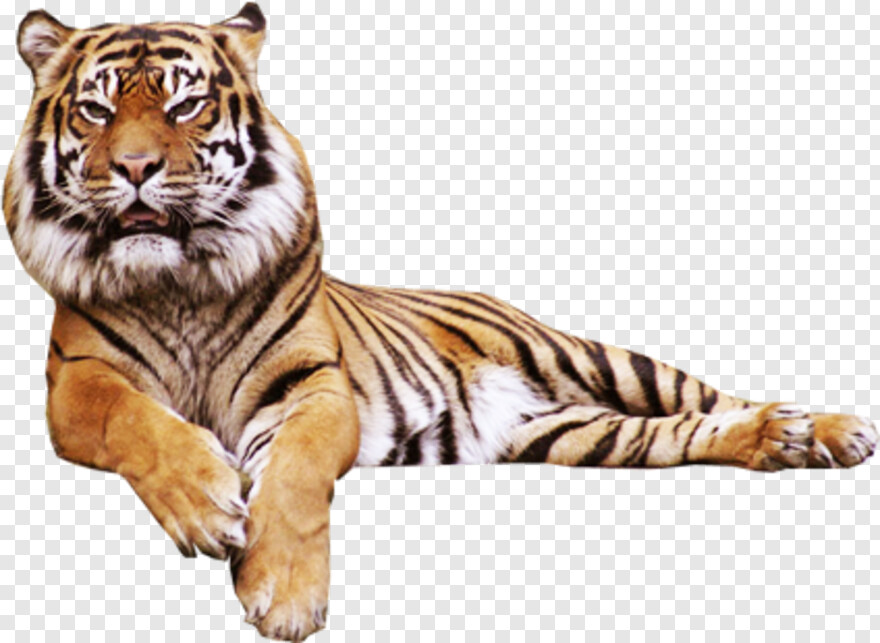 tiger-paw # 602339