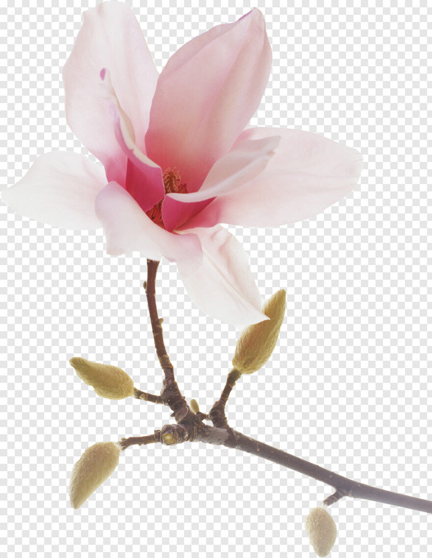 magnolia # 1058751