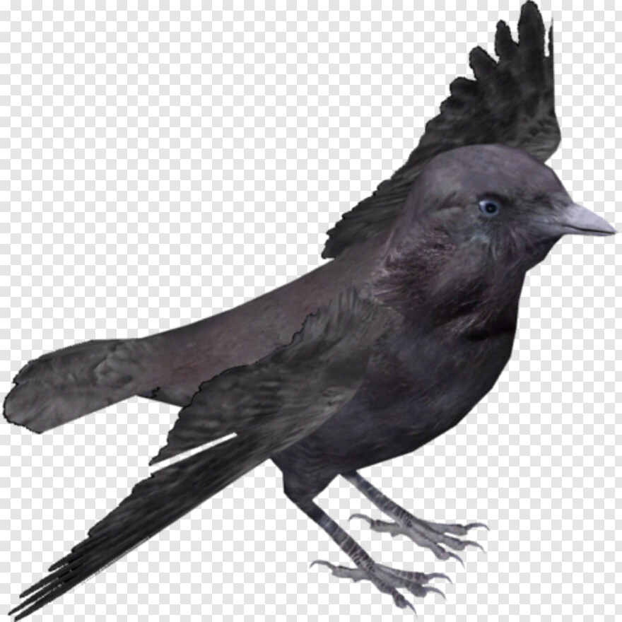 flying-crow # 360428