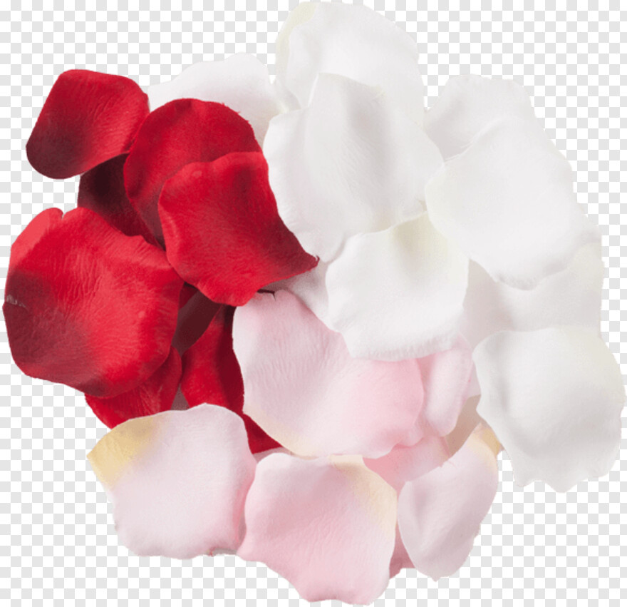 pink-rose-petals # 568572