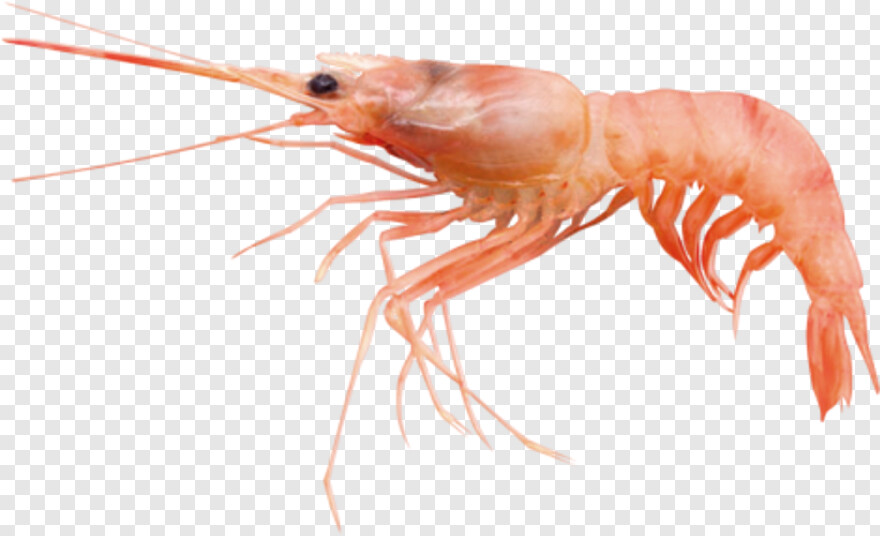 shrimp # 645151
