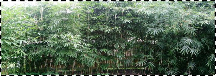 bamboo # 414150