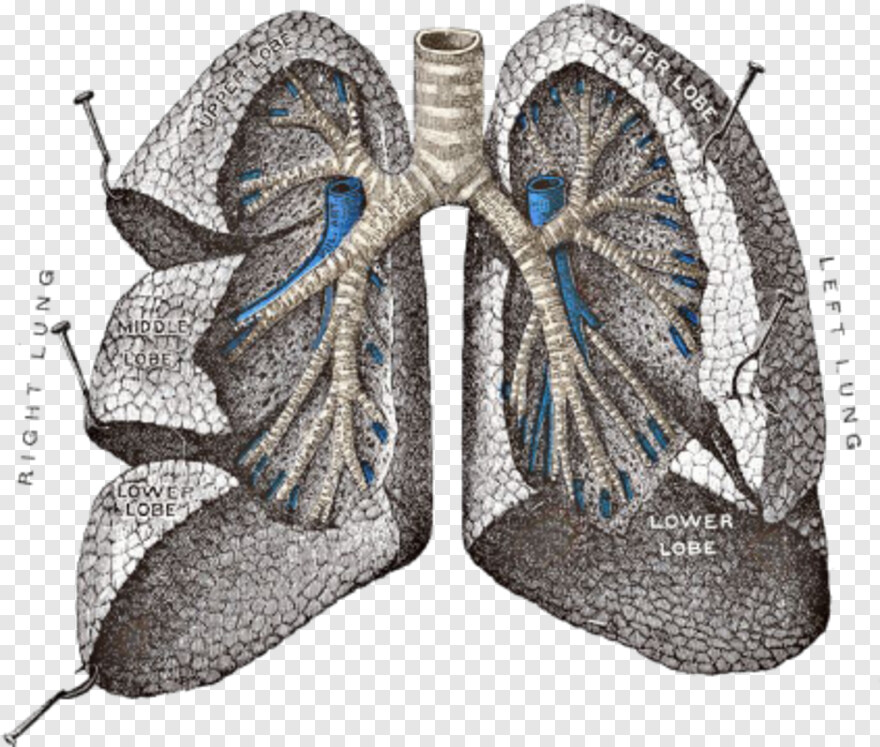 lungs # 790482