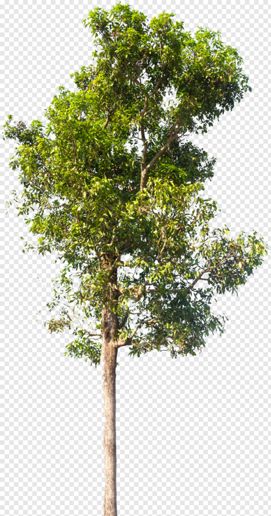 neem-tree # 460835