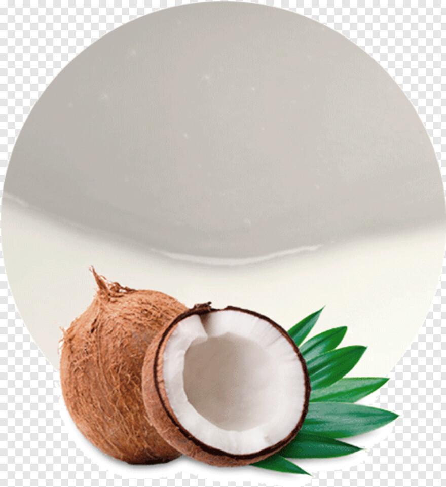 coconut # 990080