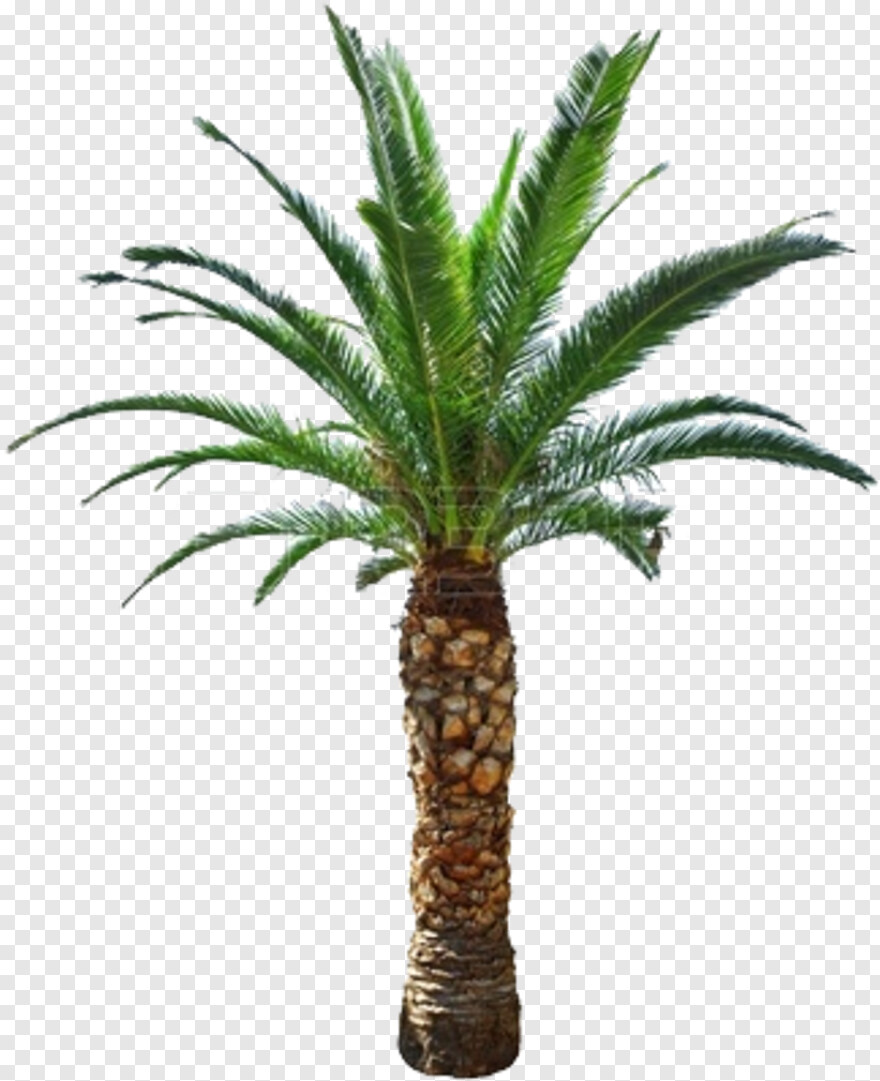 palm-tree # 664047