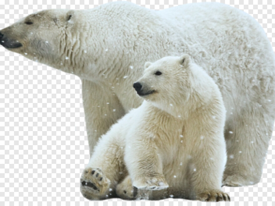 polar-bear # 387818