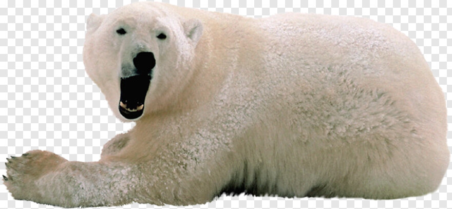 polar-bear # 387812