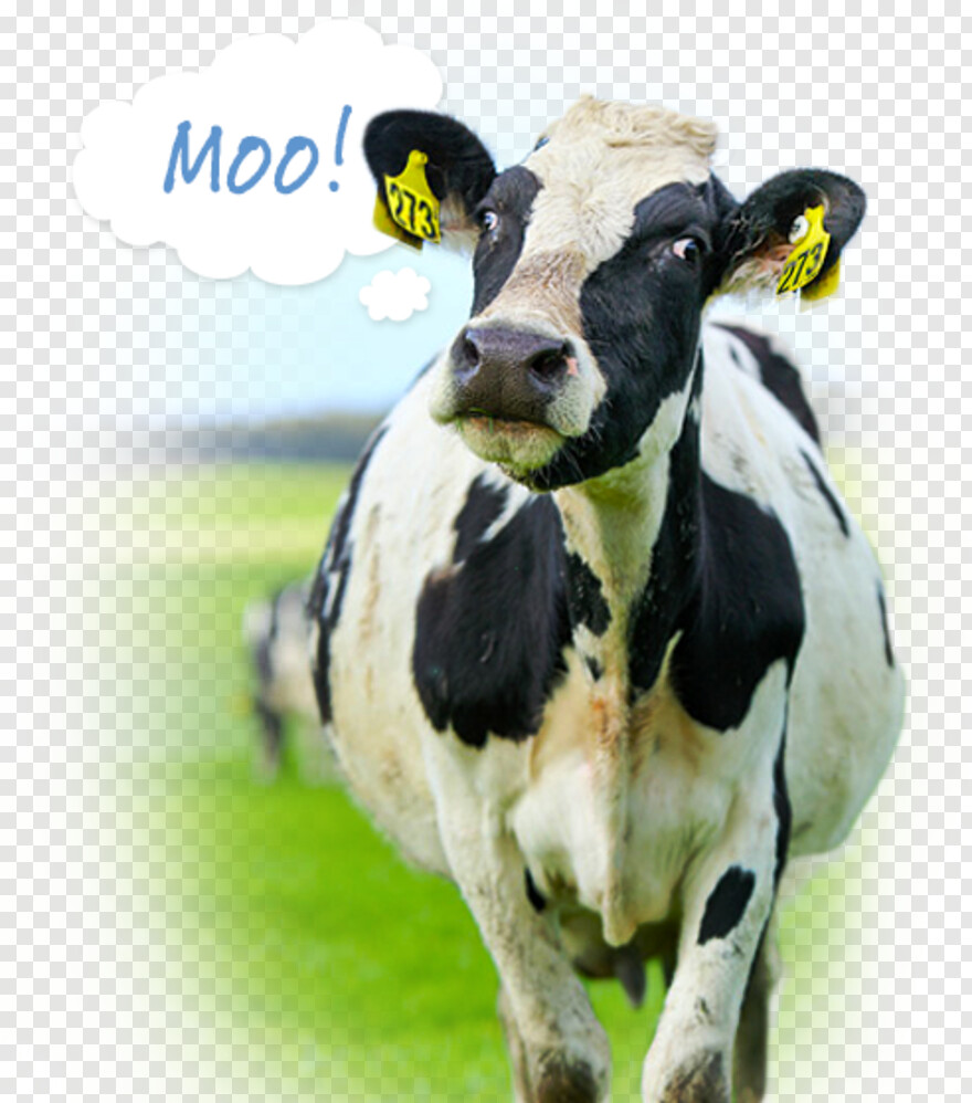 cow # 444670