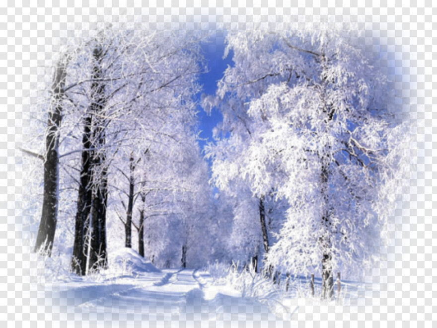 winter-wonderland # 384135