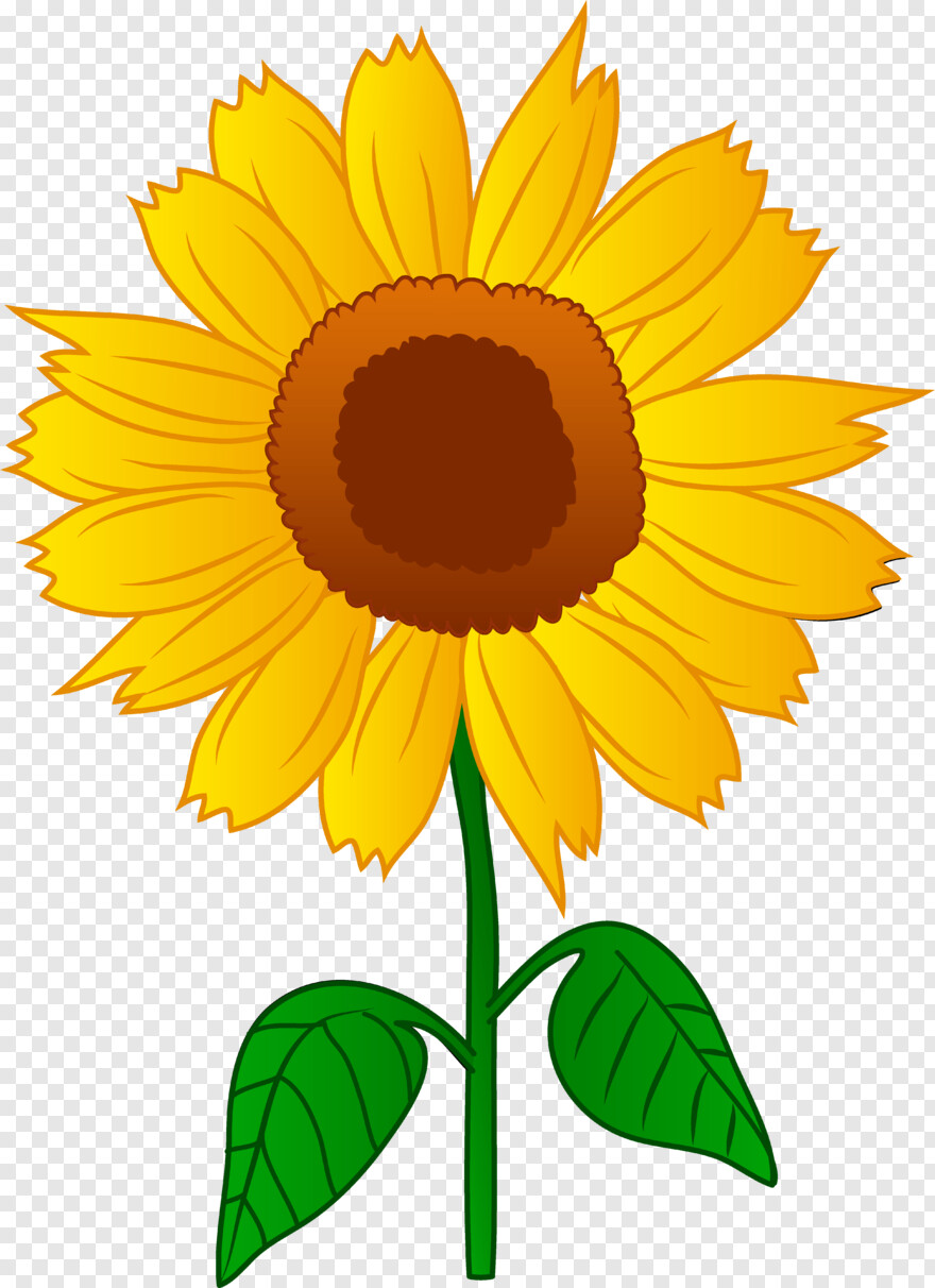 sunflower # 608585
