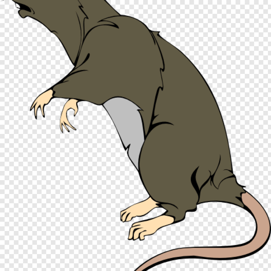 rat # 781955