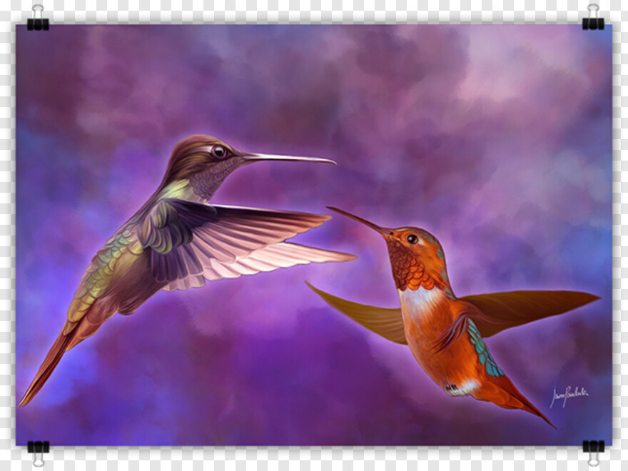 hummingbird # 754317