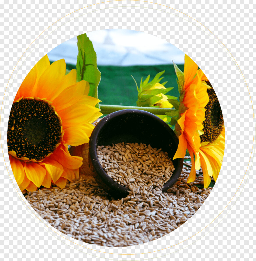 sunflower # 608575