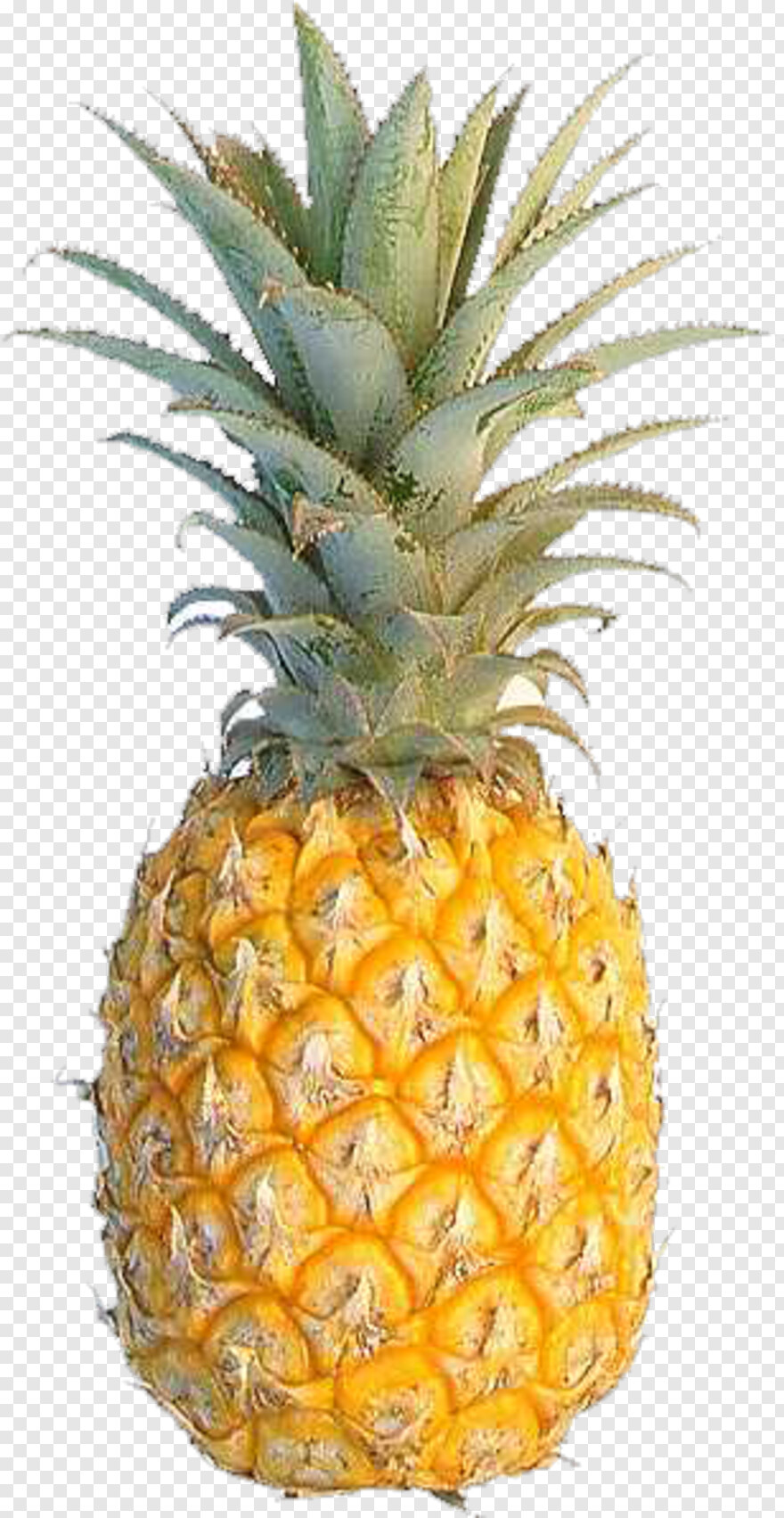 pineapple # 656741