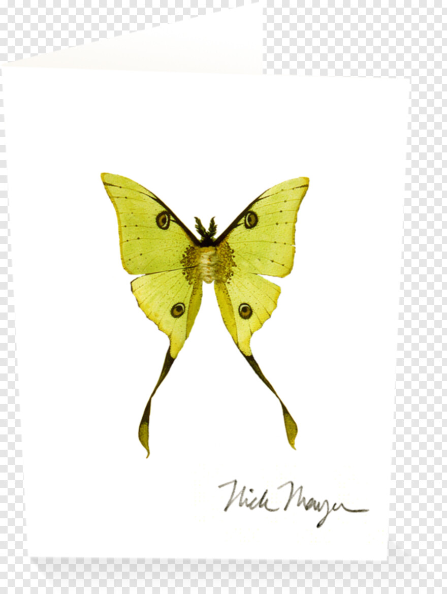 moth # 978359