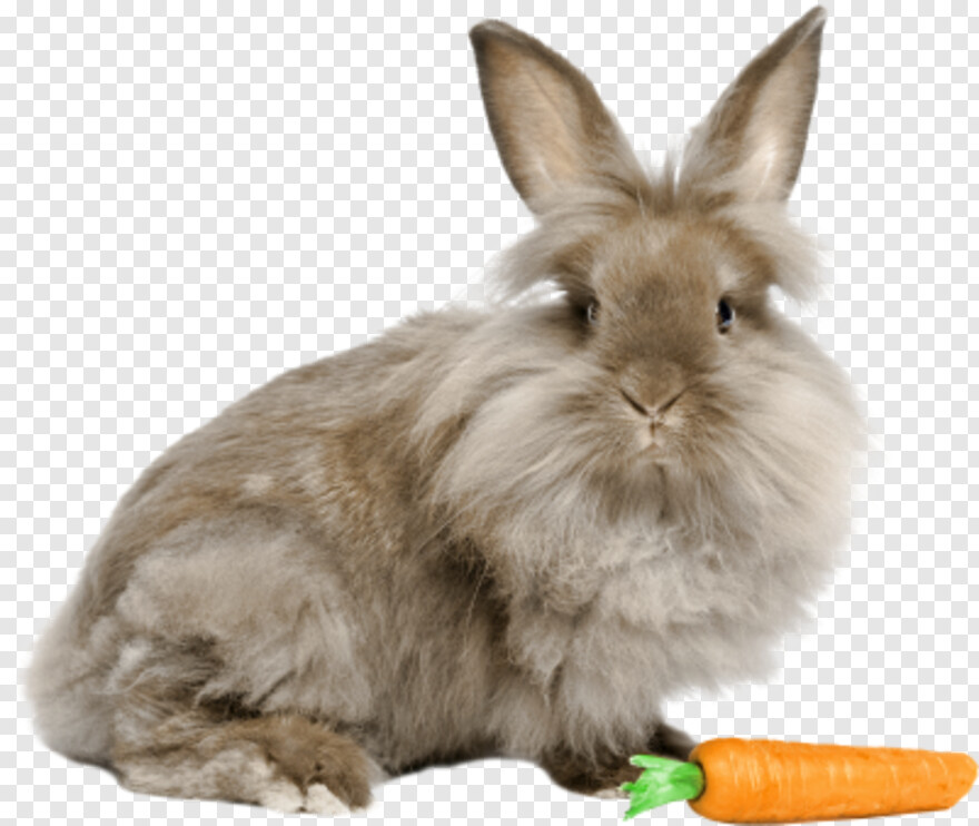 rabbit # 639911
