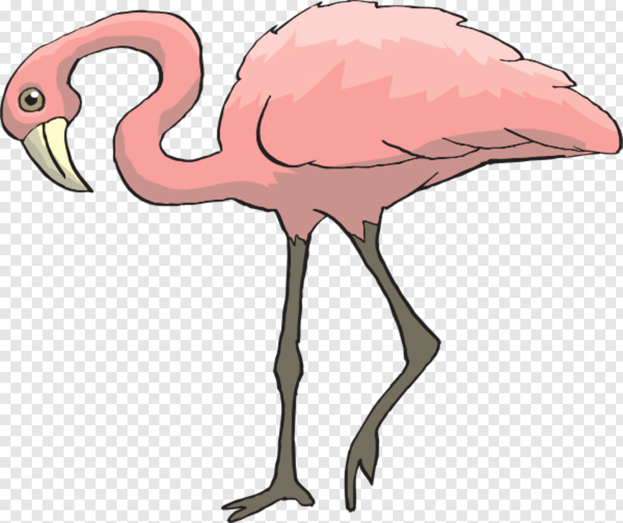 flamingo # 936377